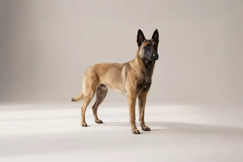 Belgian Malinois Pet Insurance