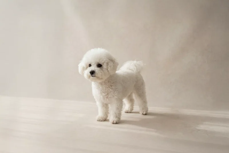 Bichon Frise Pet Insurance