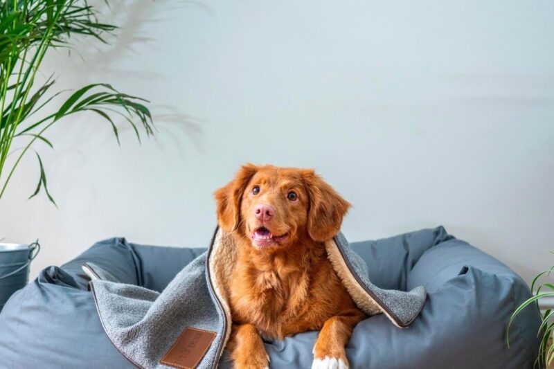What to Do After Getting Your Pet Insurance Policy