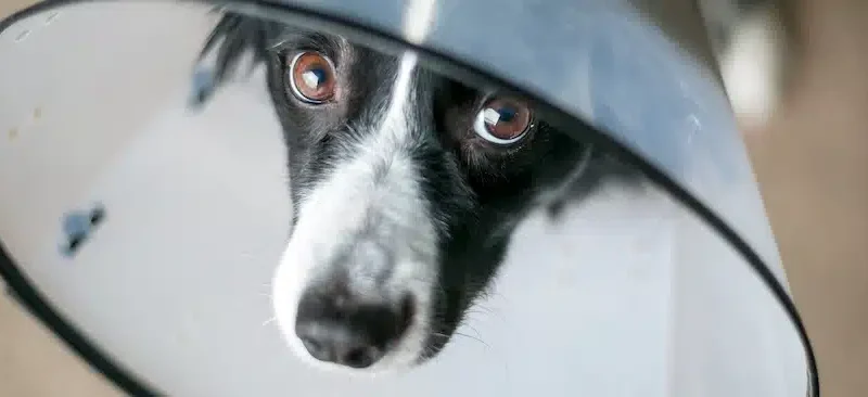 How Much Does a Dog CT Scan Cost?