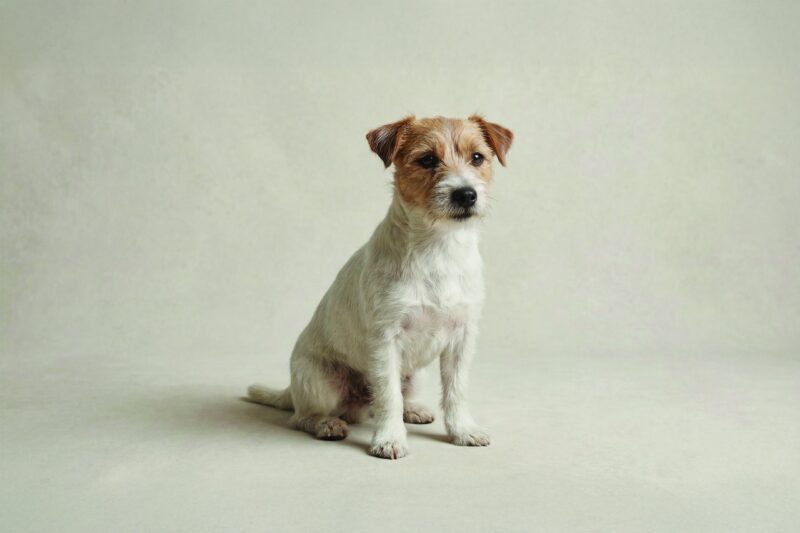 Jack Russell Terrier Pet Insurance