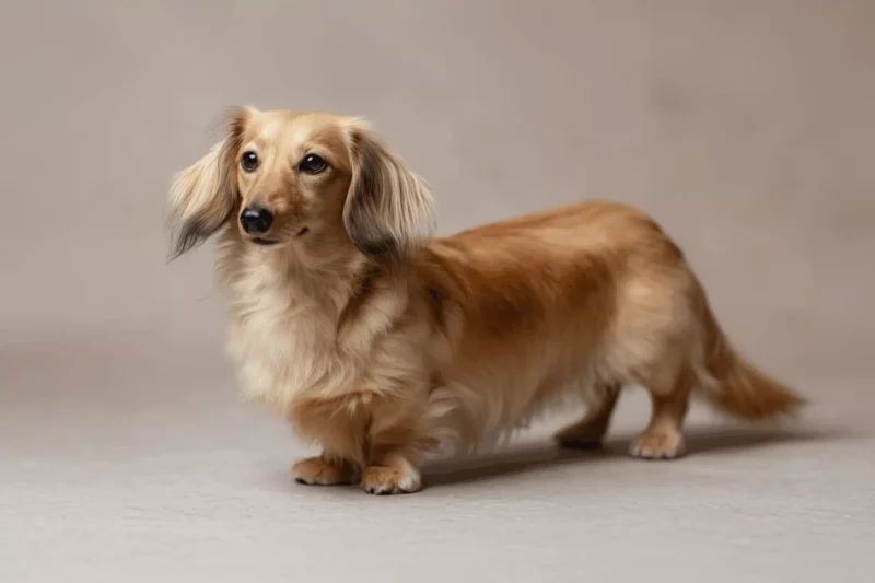 Miniature Dachshund Pet Insurance