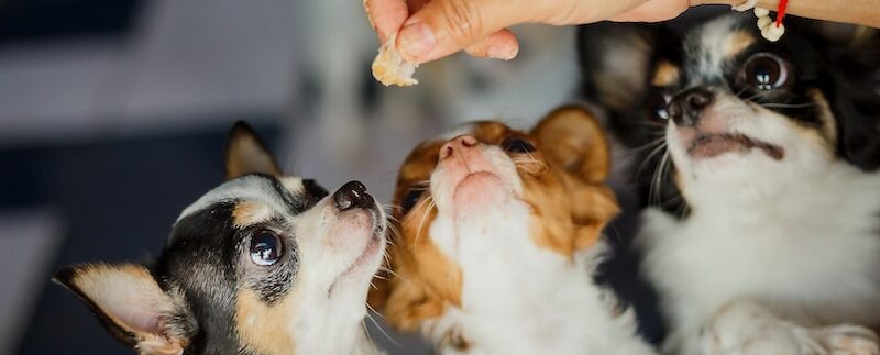 Lemonade’s Pet Insurance Add-Ons, Explained