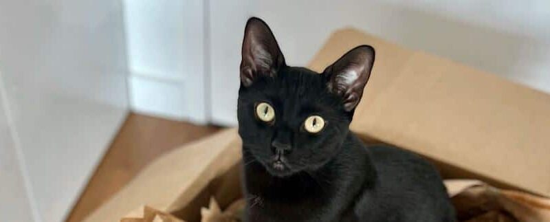A Practical Guide to Moving With Your Pet