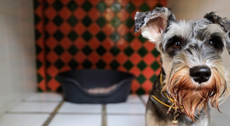 Dog Boarding Kennels: Pros, Cons, Costs, & More