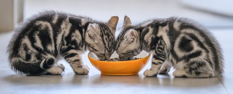 Cat Nutrition 101