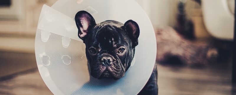 Dog Surgery 101: Costs, Care, & More