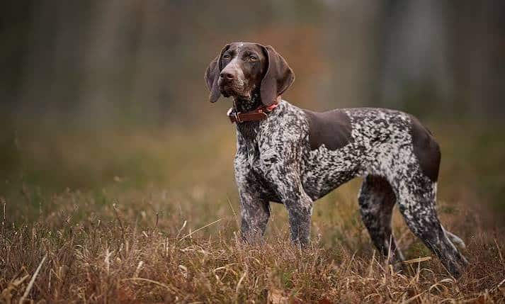 German Shorthaired Pointer Pet Insurance