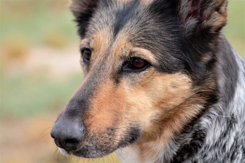Why Does Your Puppy Keep Limping on Different Legs?