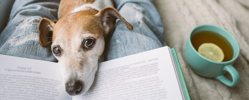 Pet Insurance Terms, Explained