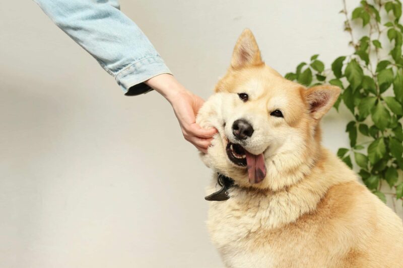 12 Ways to Bond with Your Dog