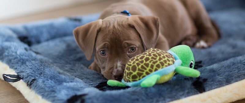 Creating Your Puppy’s Perfect Schedule