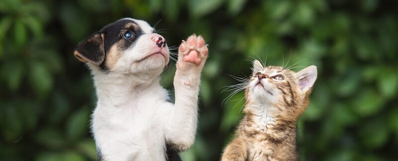 Demystifying Pet Insurance Coverages