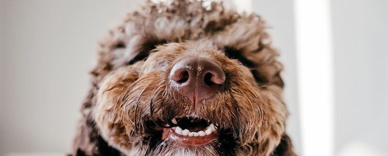 Dog Tooth Extractions: Costs, Care, & More