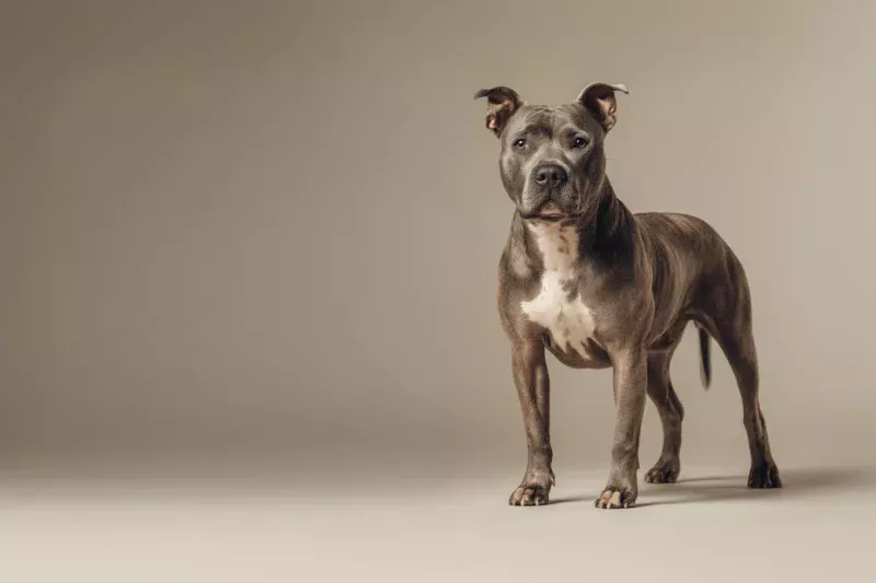 American Staffordshire Terrier Pet Insurance