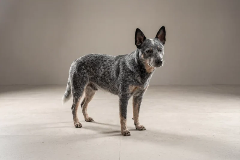 Australian Cattle Dog Pet Insurance