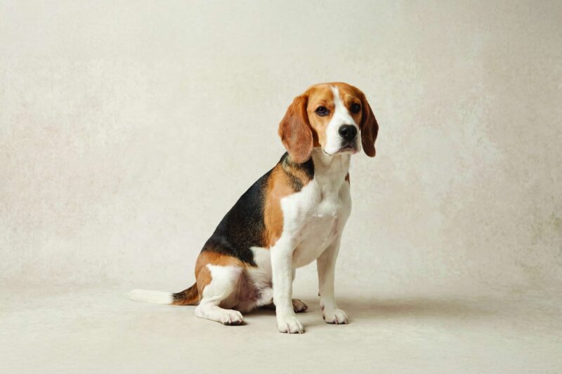 Beagle Pet Insurance