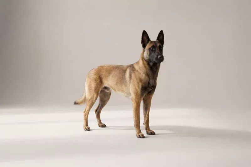 Belgian Malinois Pet Insurance
