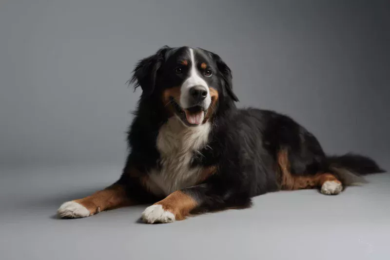 Bernese Mountain Dog Pet Insurance