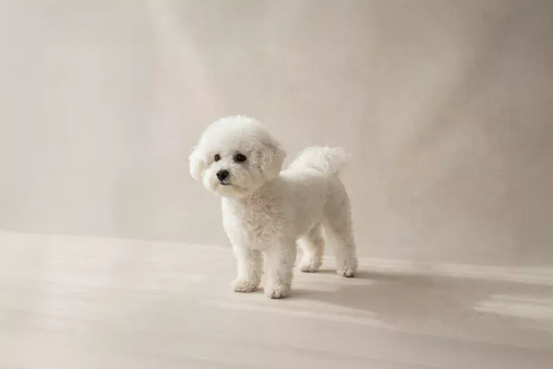 Bichon Frise Pet Insurance