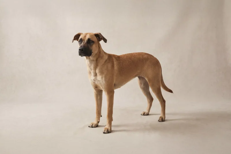 Black Mouth Cur Pet Insurance