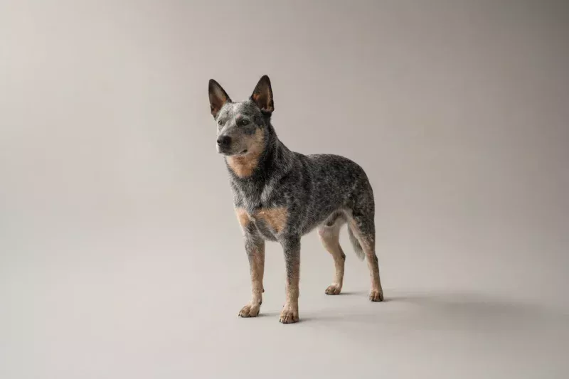 Blue Heeler Pet Insurance