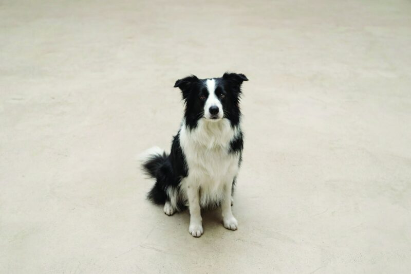 Border Collie Pet Insurance