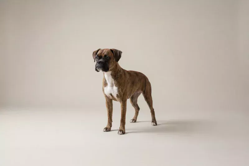 Boxer Pet Insurance