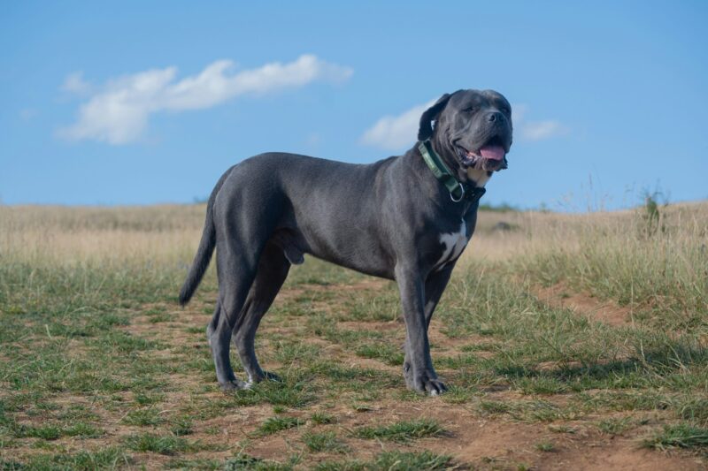 Cane Corso Pet Insurance