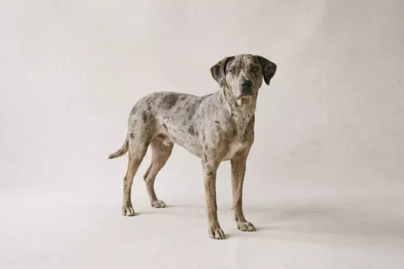 Catahoula Leopard Dog Pet Insurance