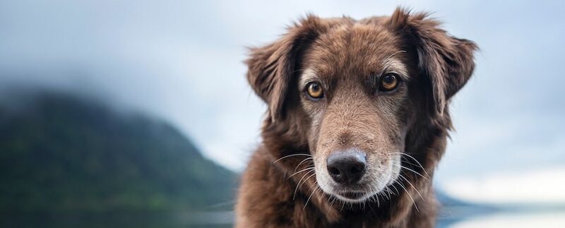 Emotional Support Animals & ESA Letters, Explained