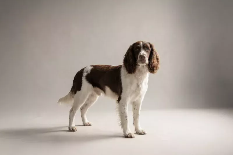 English Springer Spaniel Pet Insurance