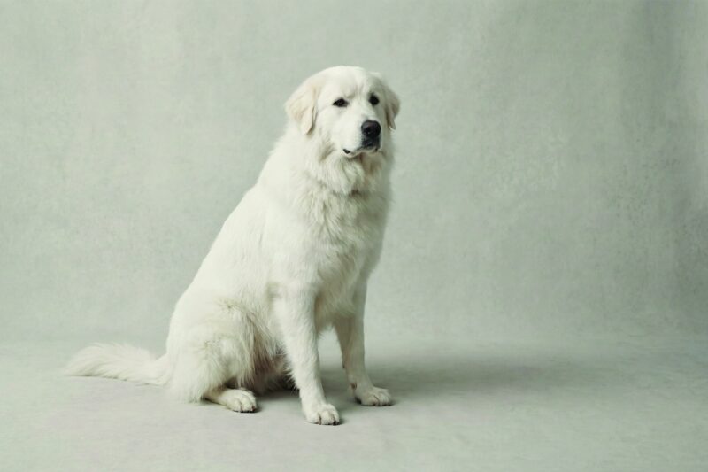 Great Pyrenees Pet Insurance