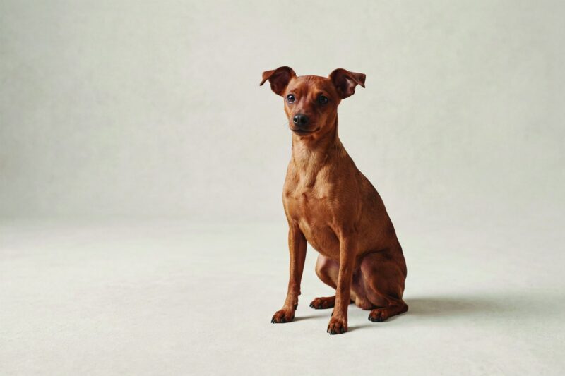 Miniature Pinscher Pet Insurance