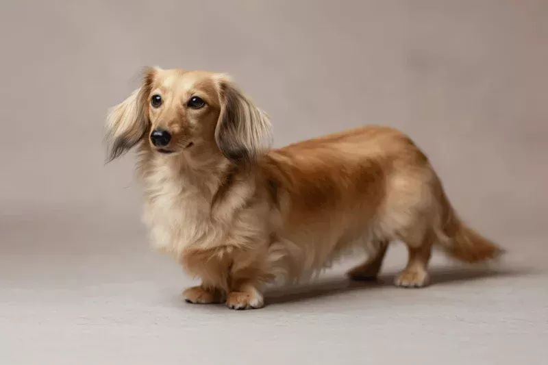 Miniature Dachshund Pet Insurance