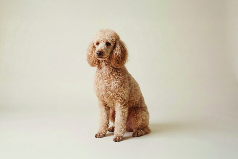 Standard Poodle Pet Insurance