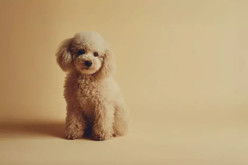 Toy Poodle Pet Insurance