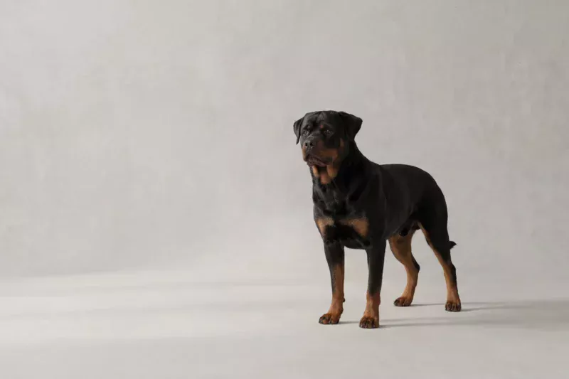 Rottweiler Pet Insurance