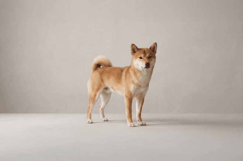 Shiba Inu Pet Insurance