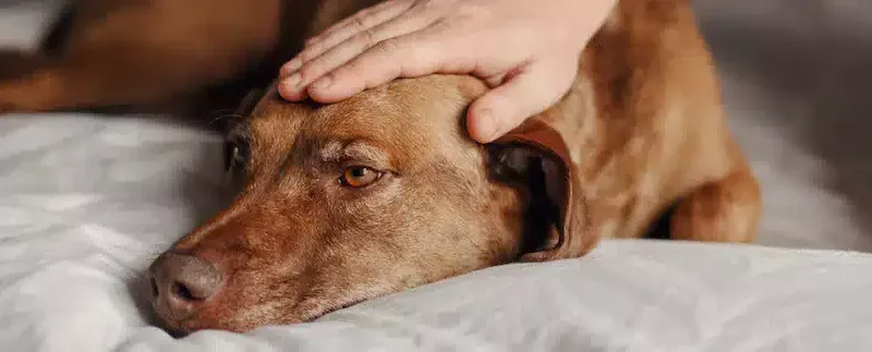 Cancer in Dogs: What You Need to Know 
