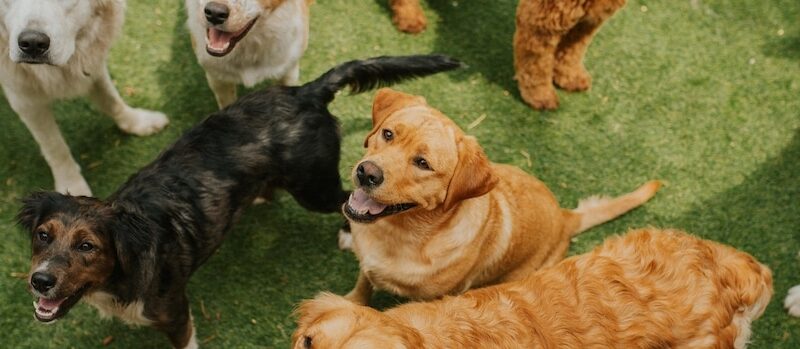 Doggy Day Care: Costs, Benefits, & More