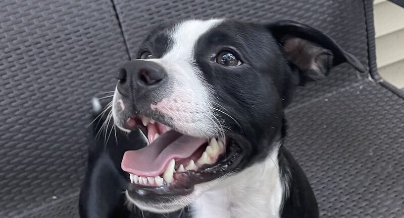 Periodontal Disease in Dogs: What You Need to Know