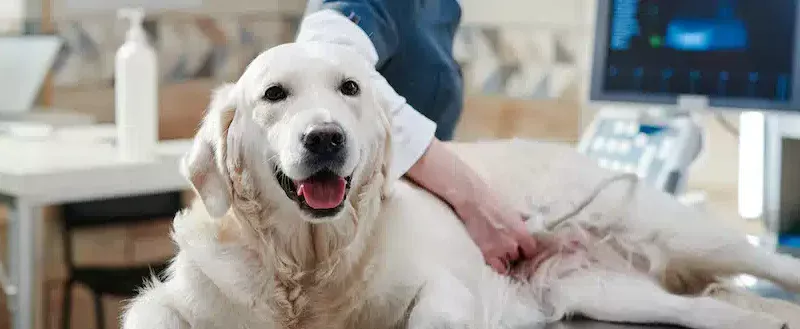 What’s the Average Cost of an Ultrasound for a Dog? 