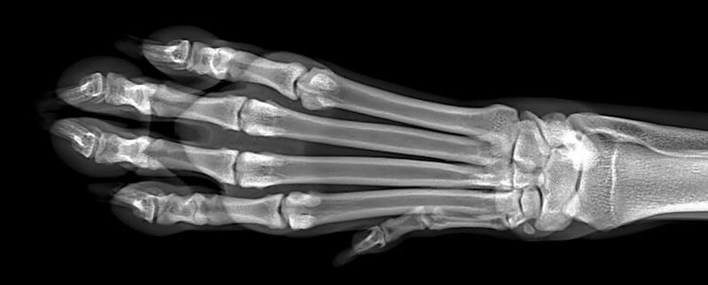 What’s the Average Cost of a Dog X-Ray?