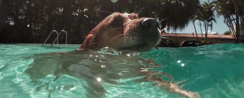 The Ultimate Dog Safety Guide for Summer