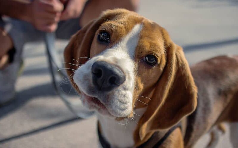 How Much Does It Cost To Own a Dog?