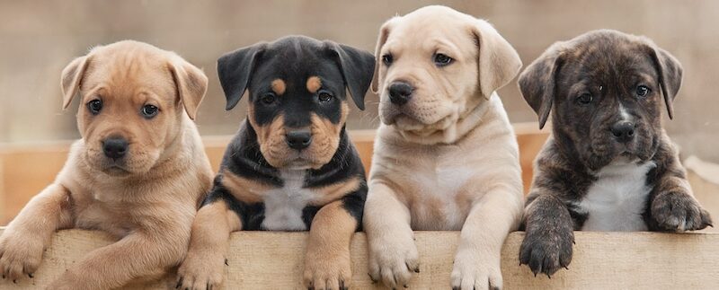 Every Vaccination Your Puppy Will Need