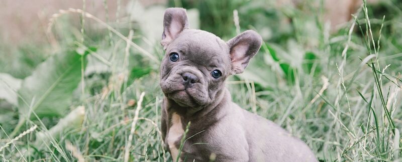 How to Introduce a New Puppy to Your Fur Fam